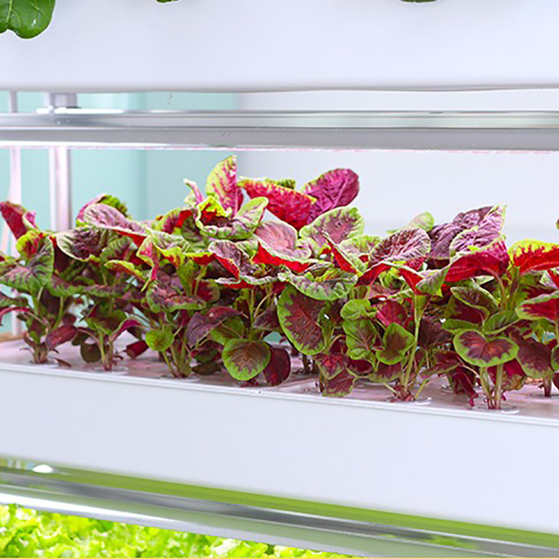 Hydrocultuur kweeksysteem Vert - Smart Garden Box recensie en prijs