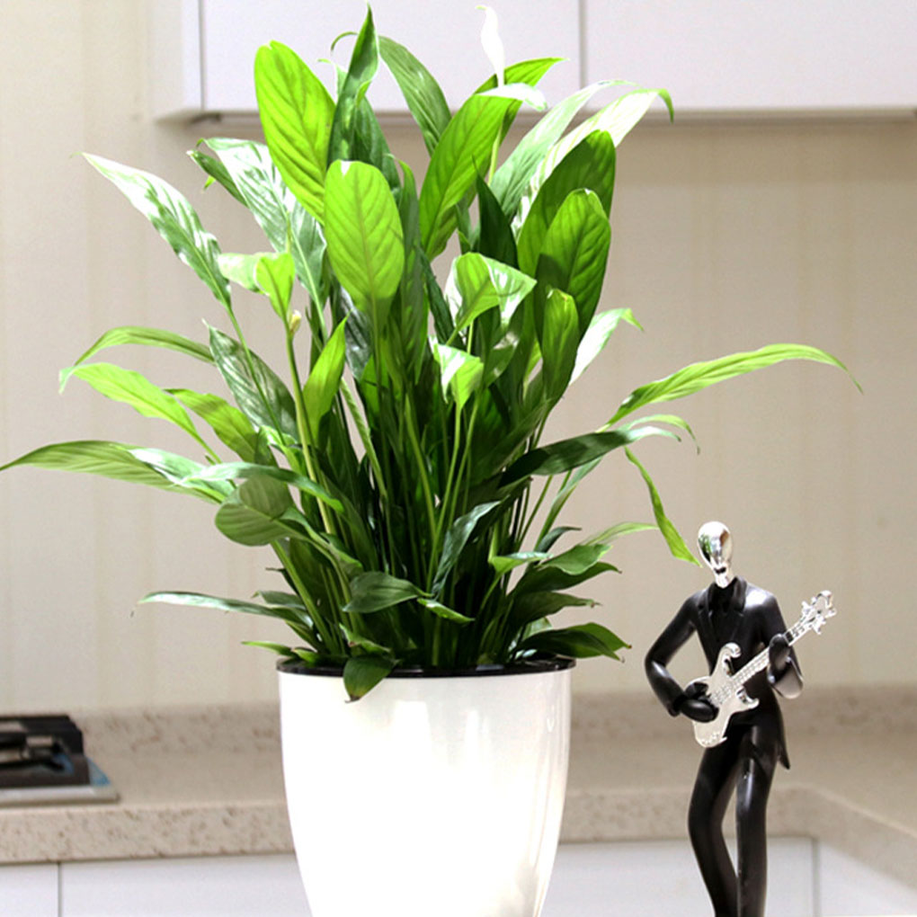 Witte draagbare en milieuvrien - Indoor Herb Garden Kit recensie en prijs