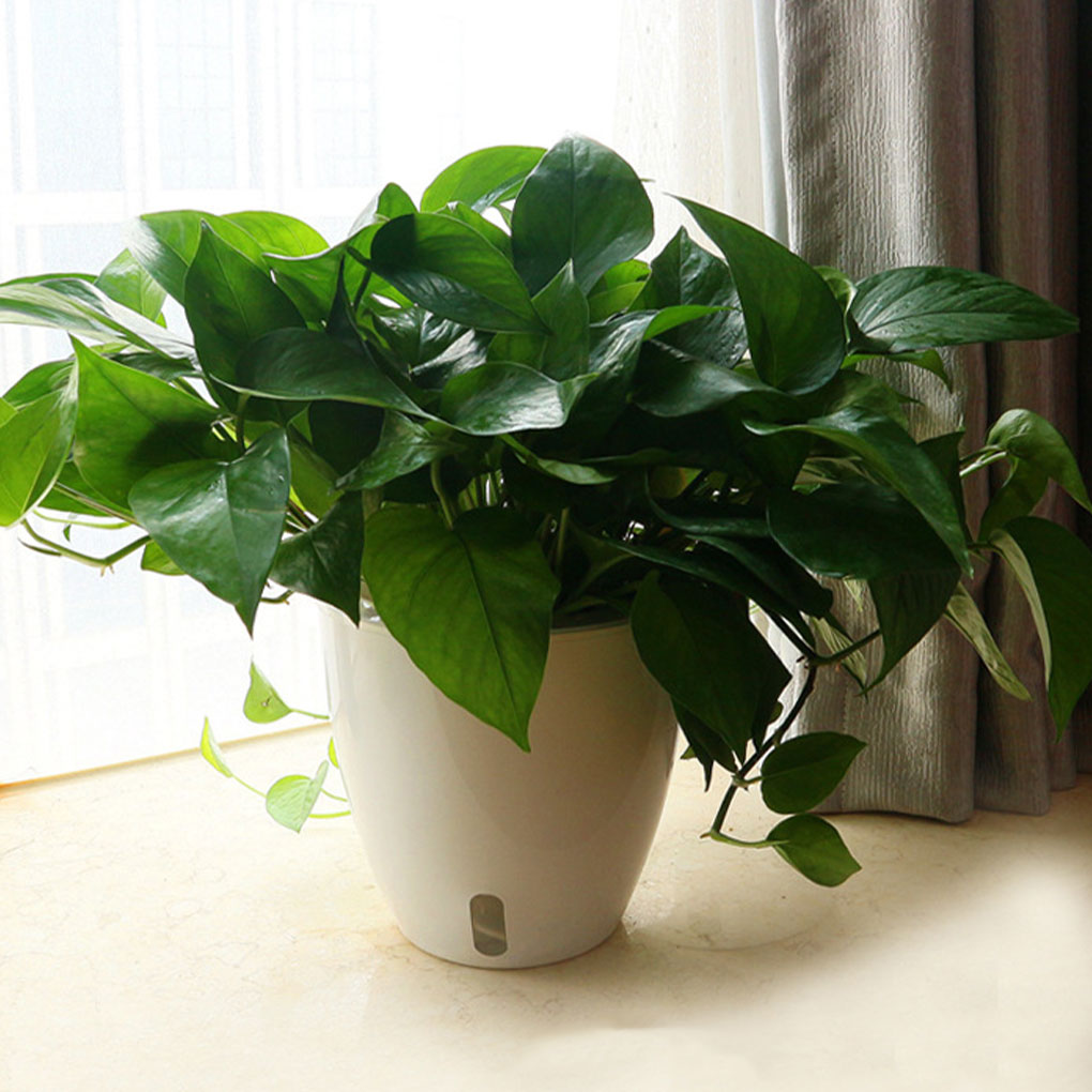 Witte draagbare en milieuvrien - Indoor Herb Garden Kit recensie en prijs